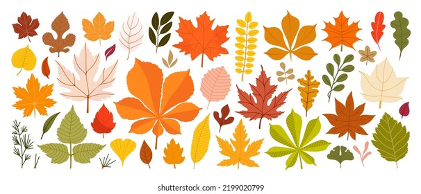 Casual Touch Fallen Leaves Illustration Set