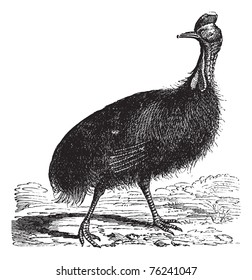 Casuarius galeatus or cassowary vintage engraving. Old engraved illustration of Casuarius galeatus.