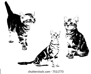 cat