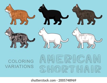 Cat American Shorthair Coloring Variations Vector Illustration