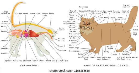 Cat Anatomy Images, Stock Photos & Vectors | Shutterstock