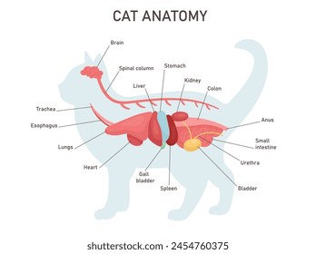 Cat anatomy. Educational veterinary and zoology study with inner system titles and location. Colon, stomach, liver, heart. Vector illustration