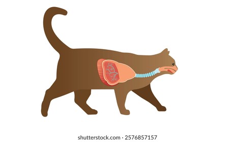 cat anatomy and cat respiratory system