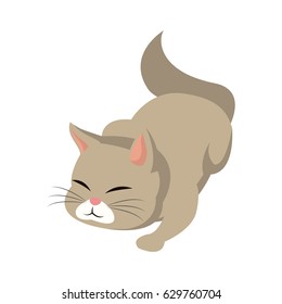 cat animal pet adorable image