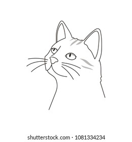 Cat in an attentive attitude. Vector illustration