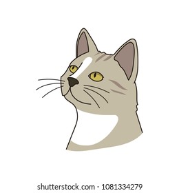 Cat attentive. Vector illustration