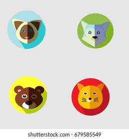 cat, bear, raccoon, wolf flat design