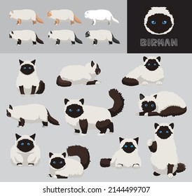 Cat Birman Cartoon Vector Illustration Color Variation Set