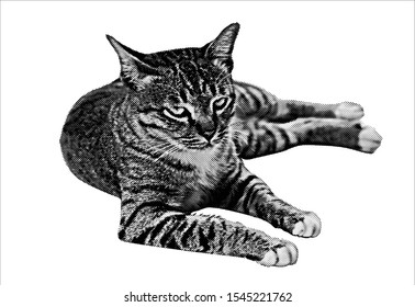 The cat is a black screen. The circle is separated from the white background.Vector Illustration