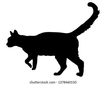 Cat black silhouette