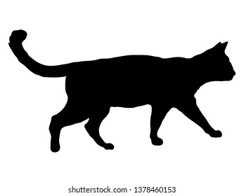 Cat black silhouette