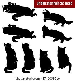 Cat black silhouettes on white background, vector illustration. British shorthair breed cats sitting, lying on their side and back.