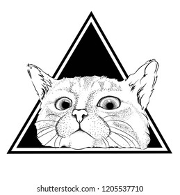 Cat in a black triangle background. Background for advertising or inscriptions. Can be used for printing on T-shirts, flyers, etc.Vector illustration.