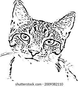 Cat Black and White Art very cool Concept , EPS 10