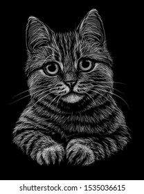 Cat. Black and white, monochrome, hand-drawn portrait of a cat looking forward on a black background.