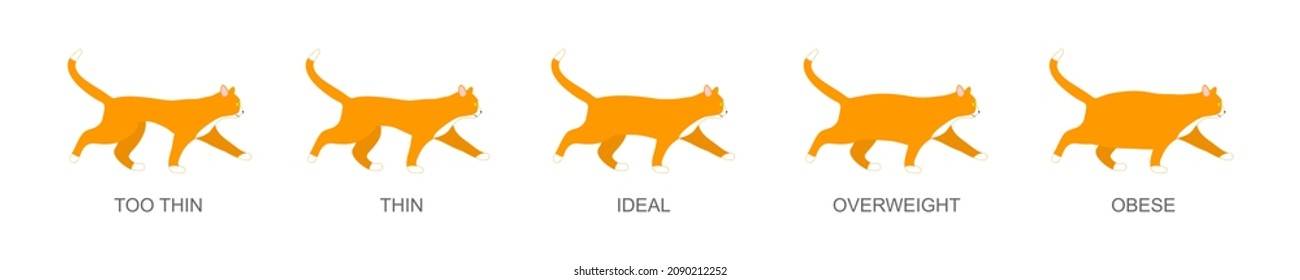 Condición del cuerpo del gato. Animales domésticos con diferente peso. Gatito de mascotas fino, ideal, con sobrepeso y obeso. Ilustración plana vectorial.