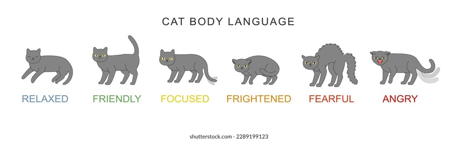 Cat body language behavior signals. Different emotions: frightened focused fearful angry friendly and relaxed. Cute cartoon domestic animals or pet