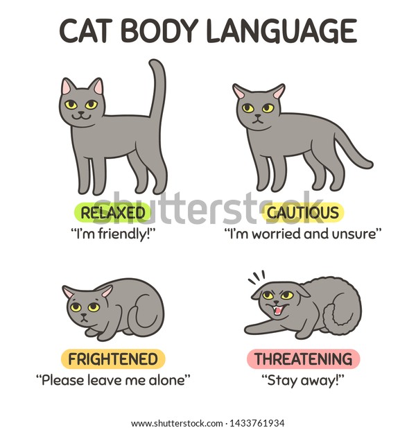 Cat Body Language Infographic Chart Cat Stock Vector (Royalty Free