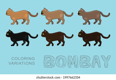 Cat Bombay Coloring Variations Vector Illustration