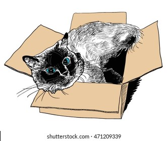 Cat in the box