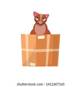 cat in the box. Cat in a cardboard box. Kitty inside carton box. Playful curious cat pet looking out of his hiding. Cartoon kitten in a box adoption Flat style vector character illustration.