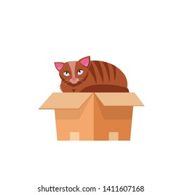 cat in the box. Cat in a cardboard box. Kitty inside carton box. Playful curious cat pet looking out of his hiding. Cartoon kitten in a box adoption Flat style vector character illustration.