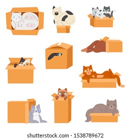 Cat in box vector kitty pet character domestic animal kitten in boxed gift illustration feline set of pussycat hidding in package isolated on white background.