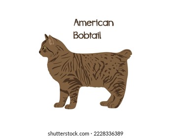 Cat breed american bobtail flat illustration. American bobtail illustration isolated on white background. vector illustration