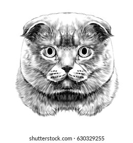 cat breed British lop-eared head thick symmetrical sketch vector graphics black and white drawing