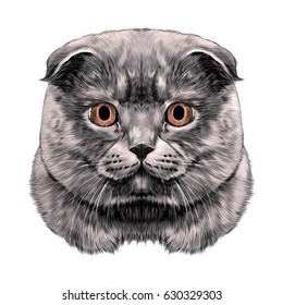 cat breed British lop-eared head thick symmetrical sketch vector graphics color picture