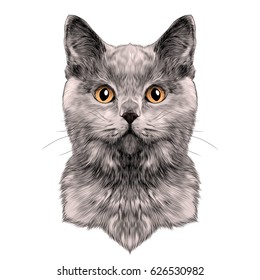 cat breed British Shorthair face sketch vector color drawing