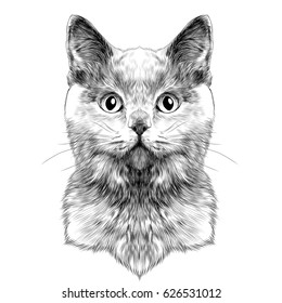 Cat Drawing Images, Stock Photos & Vectors | Shutterstock