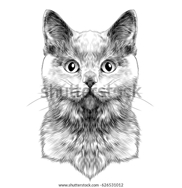 Cat Breed British Shorthair Face Sketch Stock Vector Royalty Free