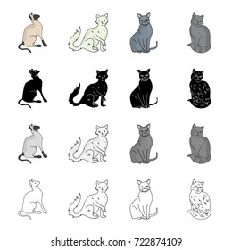 Cat breed Briton, Siamese, Nibelung, Chartreus. Different breeds of cat set collection icons in cartoon black monochrome outline style vector symbol stock illustration web.