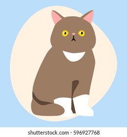 Cat breed cute pet brown fluffy young adorable cartoon animal and pretty fun play feline sitting mammal domestic kitty vector illustration.