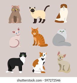 Cat breed cute pet portrait fluffy young adorable cartoon animal and pretty fun play feline sitting mammal domestic kitty vector illustration.