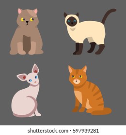 Cat breed cute pet portrait fluffy young adorable cartoon animal and pretty fun play feline sitting mammal domestic kitty vector illustration.