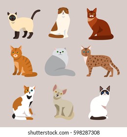 Cat breed cute pet portrait fluffy young adorable cartoon animal and pretty fun play feline sitting mammal domestic kitty vector illustration.