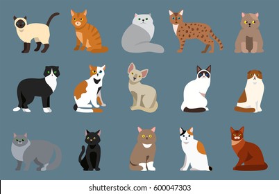 Cat breed cute pet portrait fluffy young adorable cartoon animal and pretty fun play feline sitting mammal domestic kitty vector illustration.