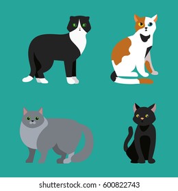 Cat breed cute pet portrait fluffy young adorable cartoon animal and pretty fun play feline sitting mammal domestic kitty vector illustration.