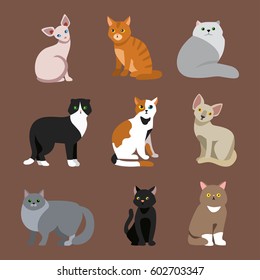 Cat breed cute pet portrait fluffy young adorable cartoon animal and pretty fun play feline sitting mammal domestic kitty vector illustration.