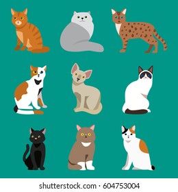 Cat breed cute pet portrait fluffy young adorable cartoon animal and pretty fun play feline sitting mammal domestic kitty vector illustration.