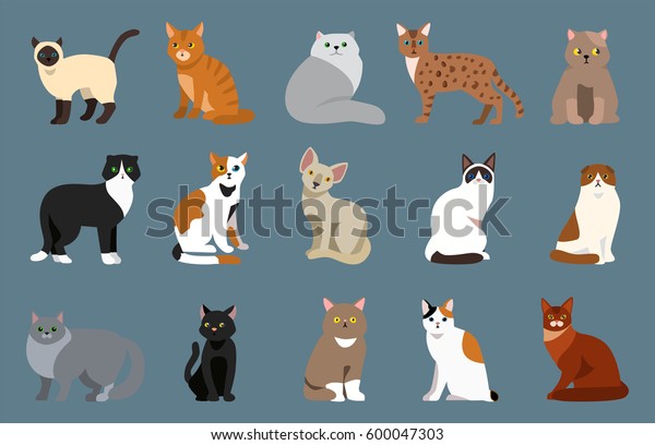 La Race De Chats Joli Portrait Image Vectorielle De Stock Libre De Droits