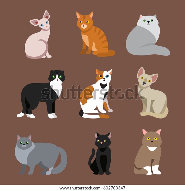 La Race De Chats Joli Portrait Image Vectorielle De Stock Libre De Droits