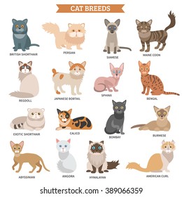 Cat breed flat icons set with cute animal characters isolated vector illustration