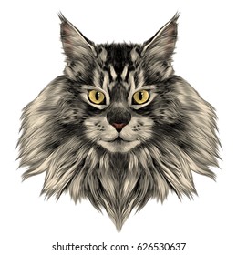 cat breed Maine Coon face sketch vector color drawing