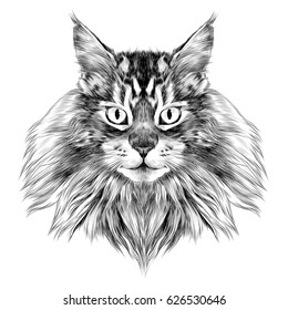 cat breed Maine Coon face sketch vector black and white drawing