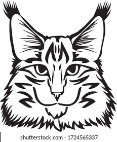 cat breed Maine Coon head is symmetrical sketch vector graphics black and white drawing
