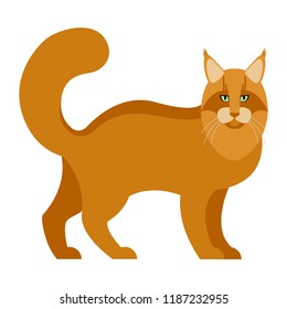 Cat breed Maine Coon Vector Illustration on Isolated White Background.