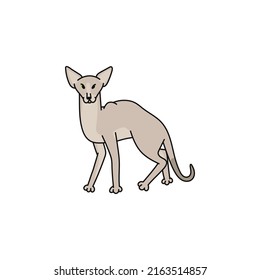 cat breed oriental shorthair contour sketch doodle illustration.